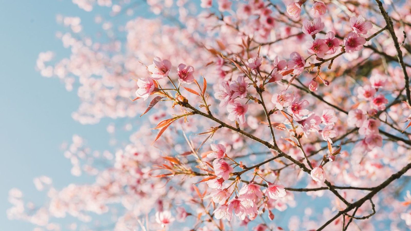 por que las plantas florecen en primavera