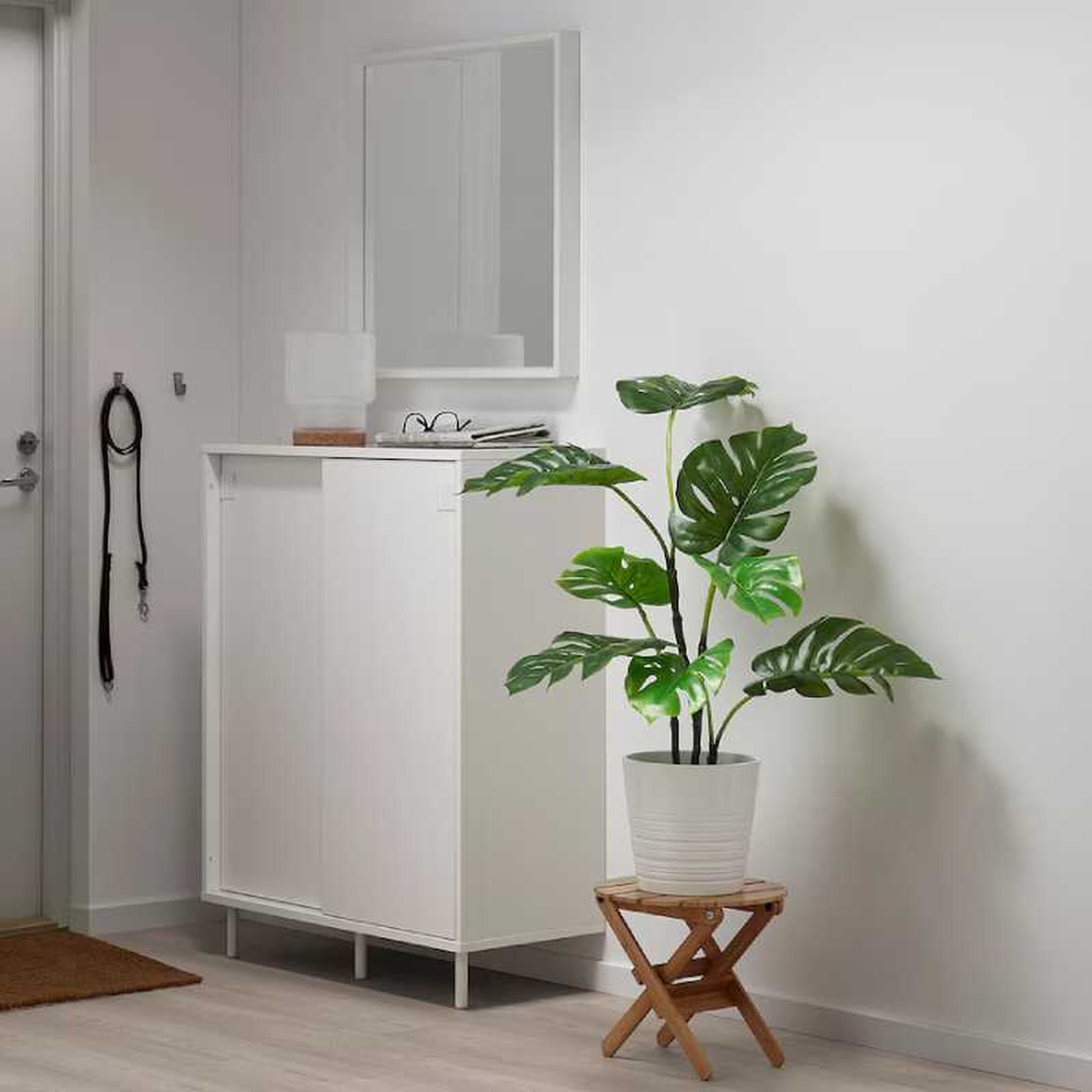 Costilla de Adán o Monstera.