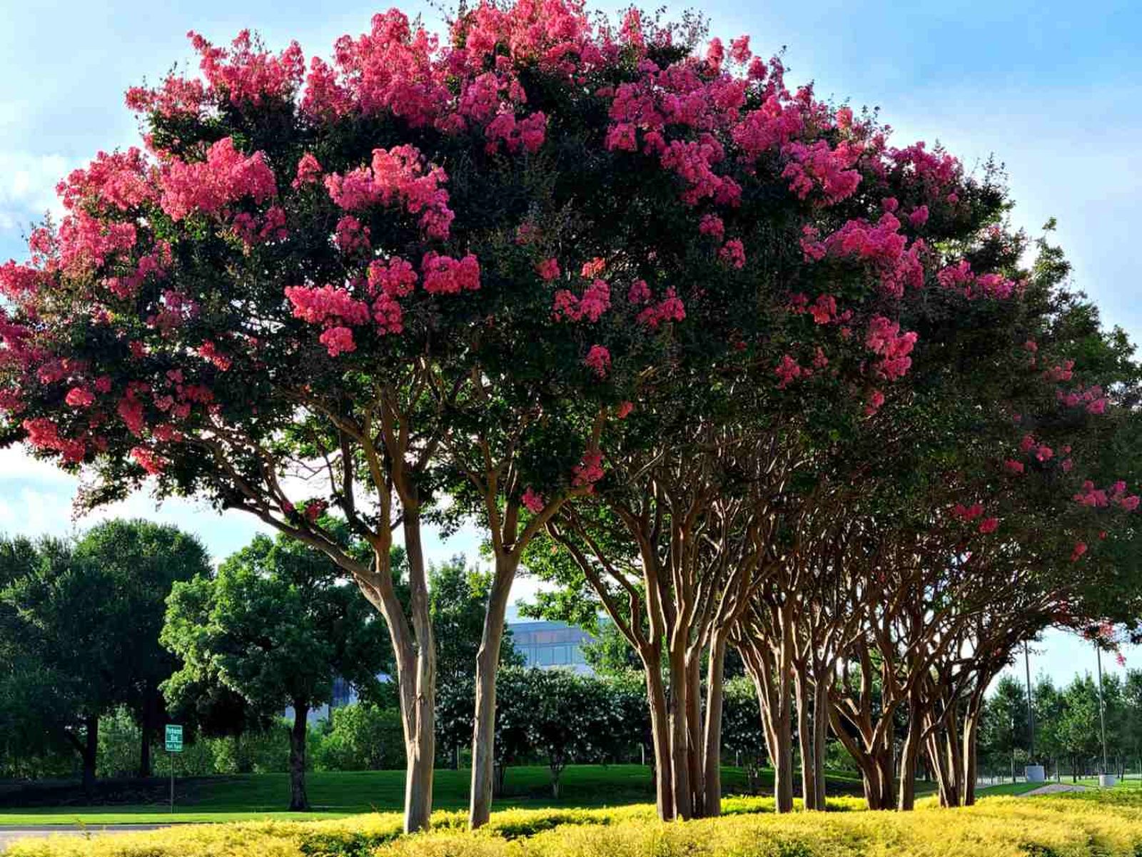 Los  árboles ornamentales son imprescindibles para llenar de vida los jardines.
