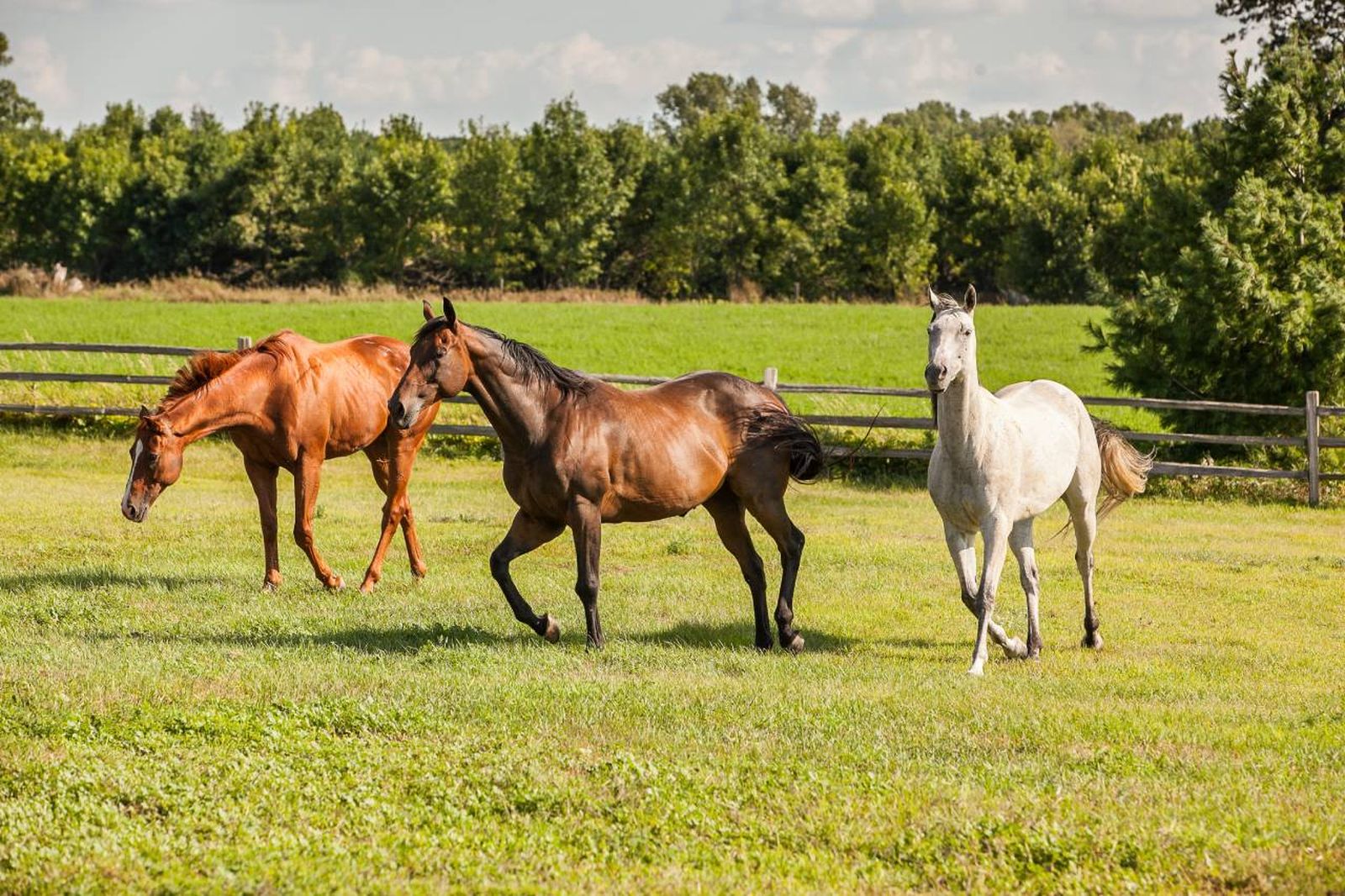 Durante siglos los caballos han sido una parte integral de la vida rural.