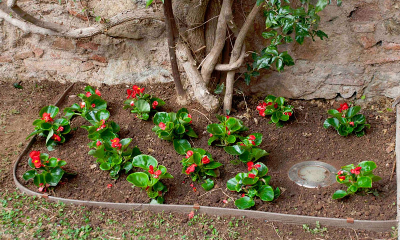 Diseñar jardines y parterres con borduras2