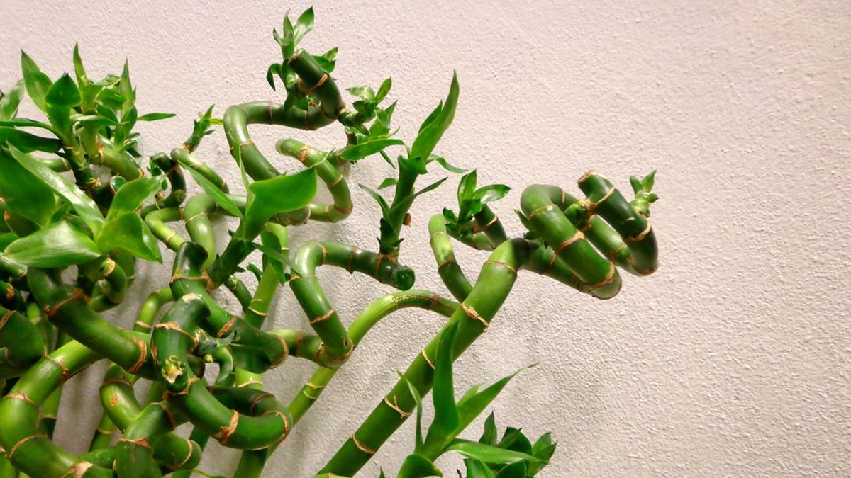 planta bambu de la suerte