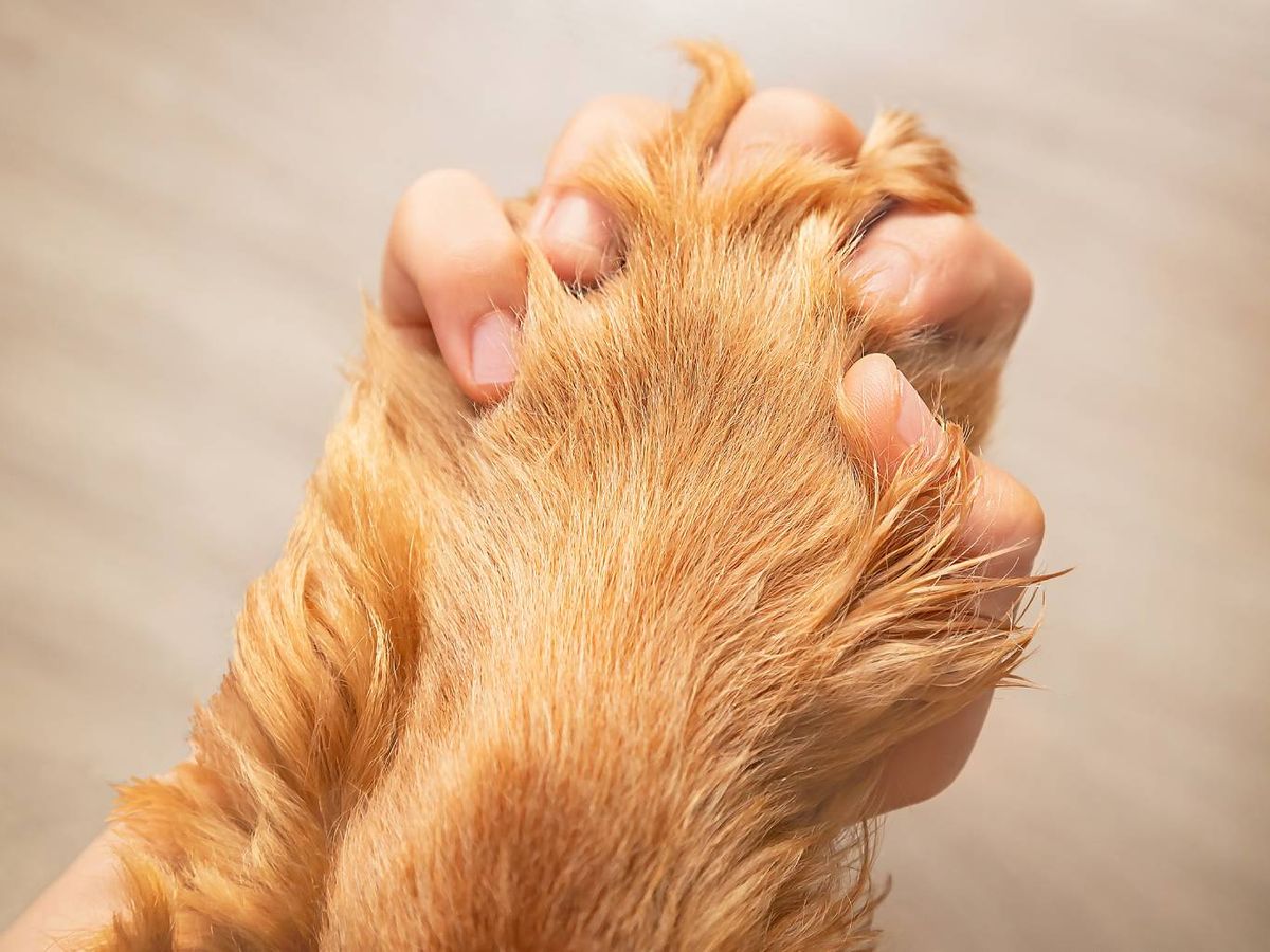 La esperanza de vida de un Cocker Spaniel se sitúa entre los 12 y 15 años.