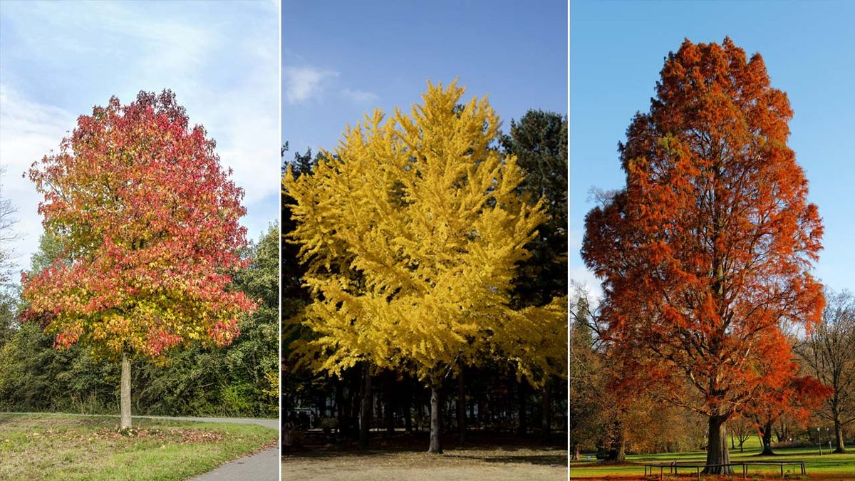 arboles mas bonitos del otono
