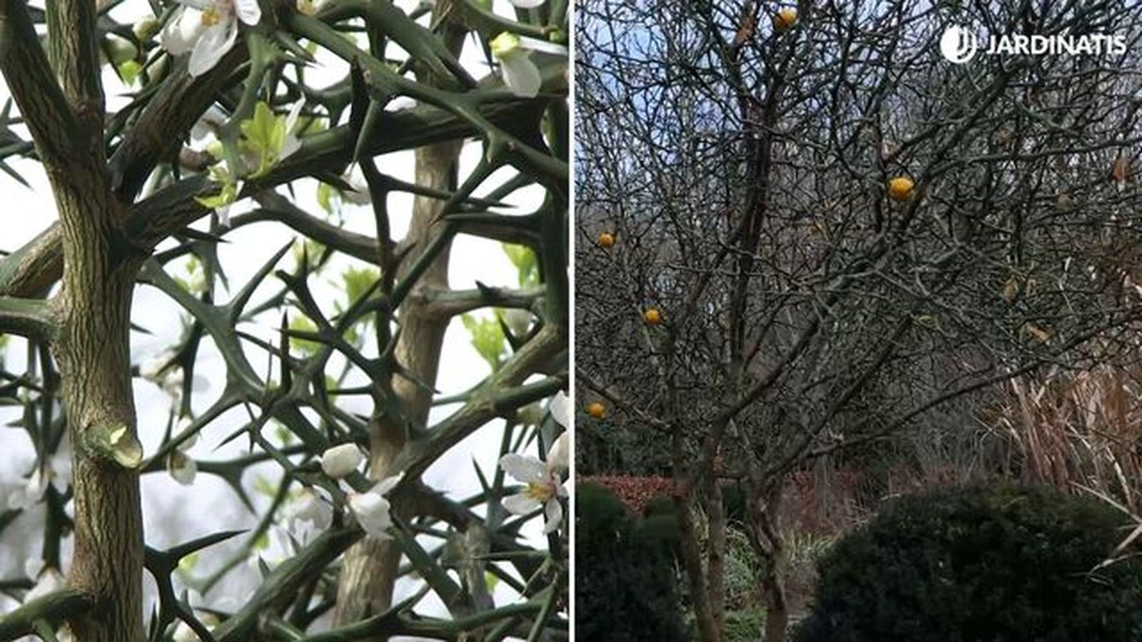 poncirus trifoliata sin hoja y con pinchos jaridnatis 23