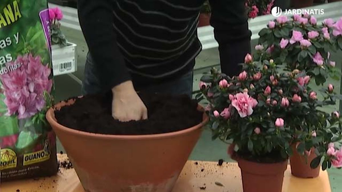 composicion floral de invierno azaleas primulas ciclamenes sustrato deco 421 jardinatis