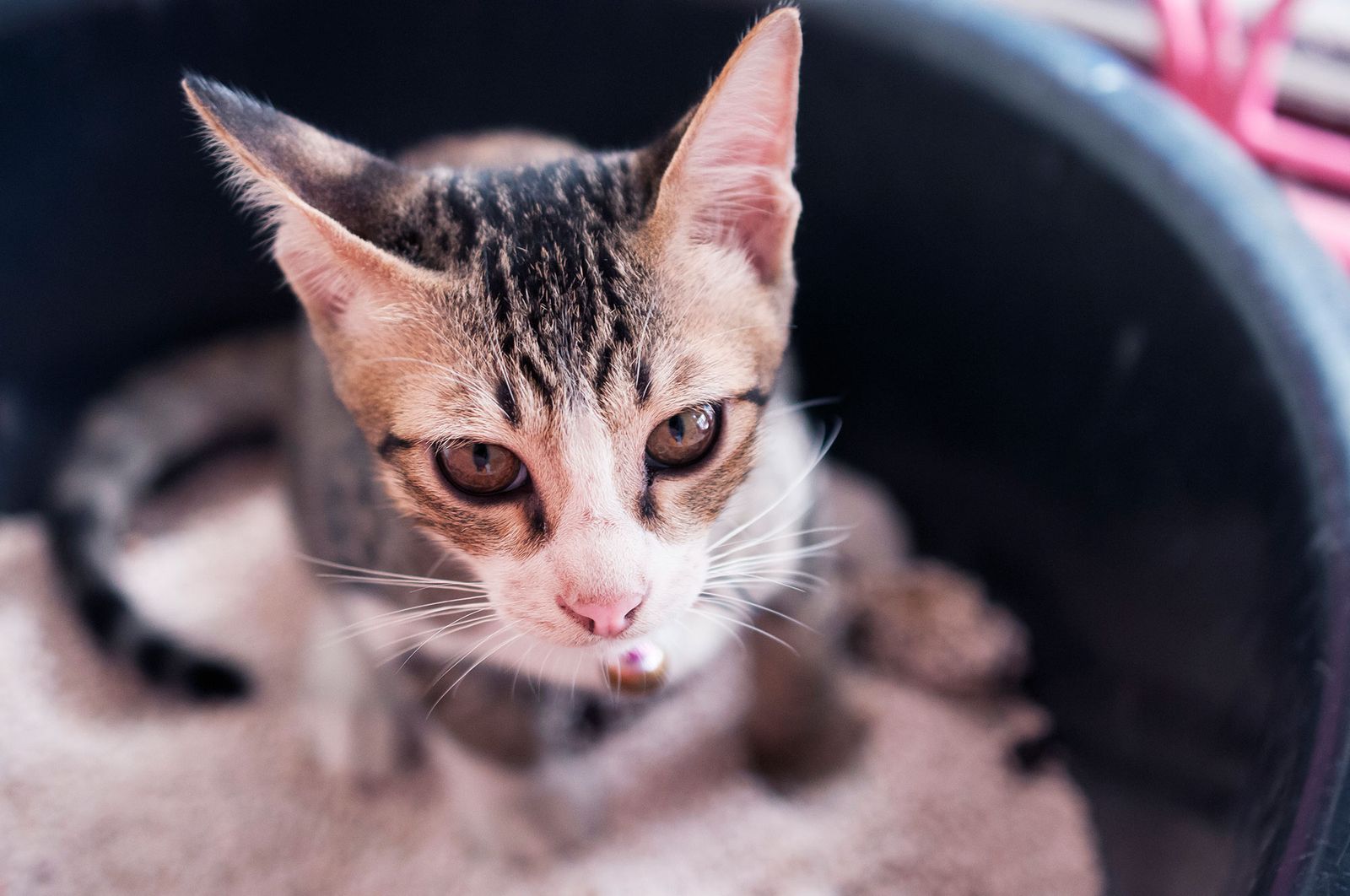 gatos hacer necesidades bandeja