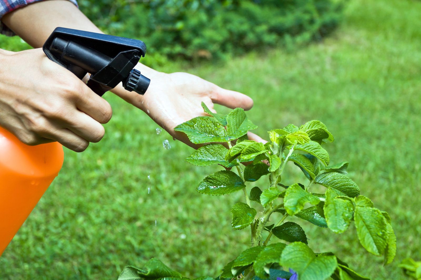 Insecticida ecologico