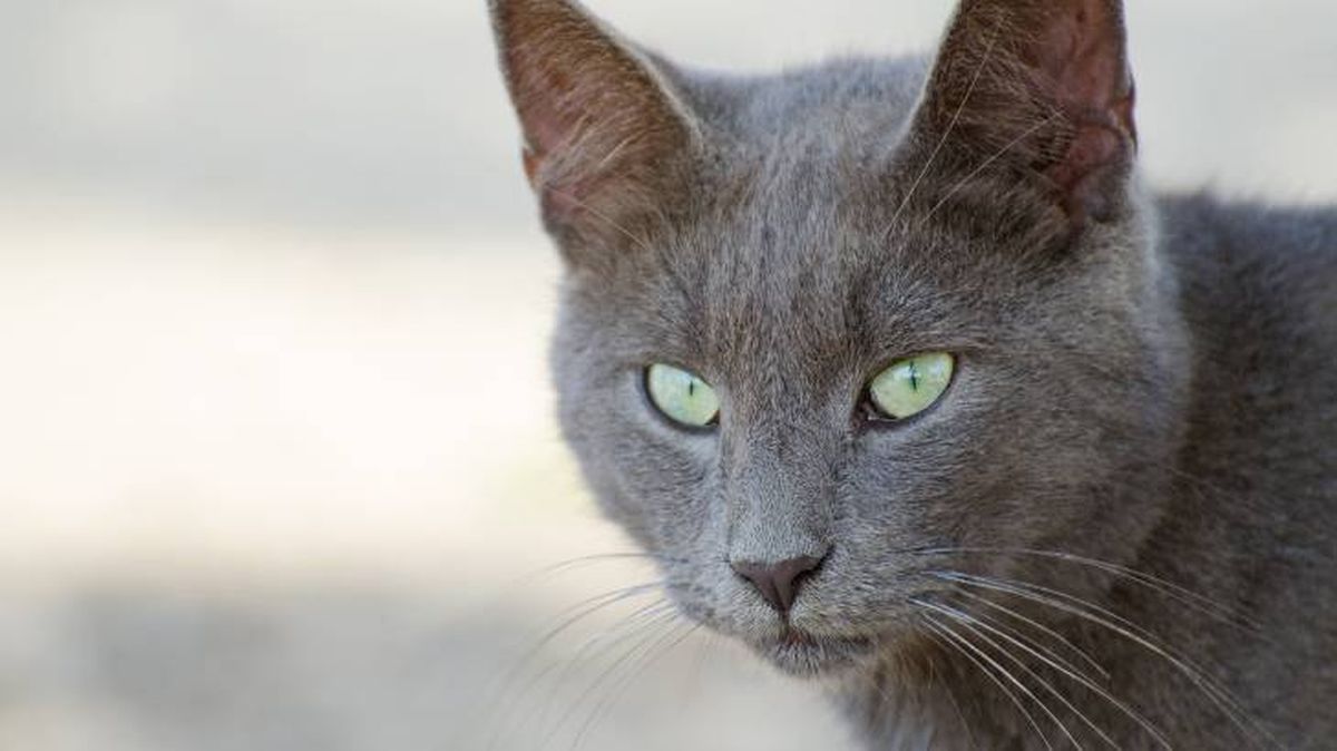 El gato Azul Turco es conocido como uno de los felinos más bonitos del mundoi