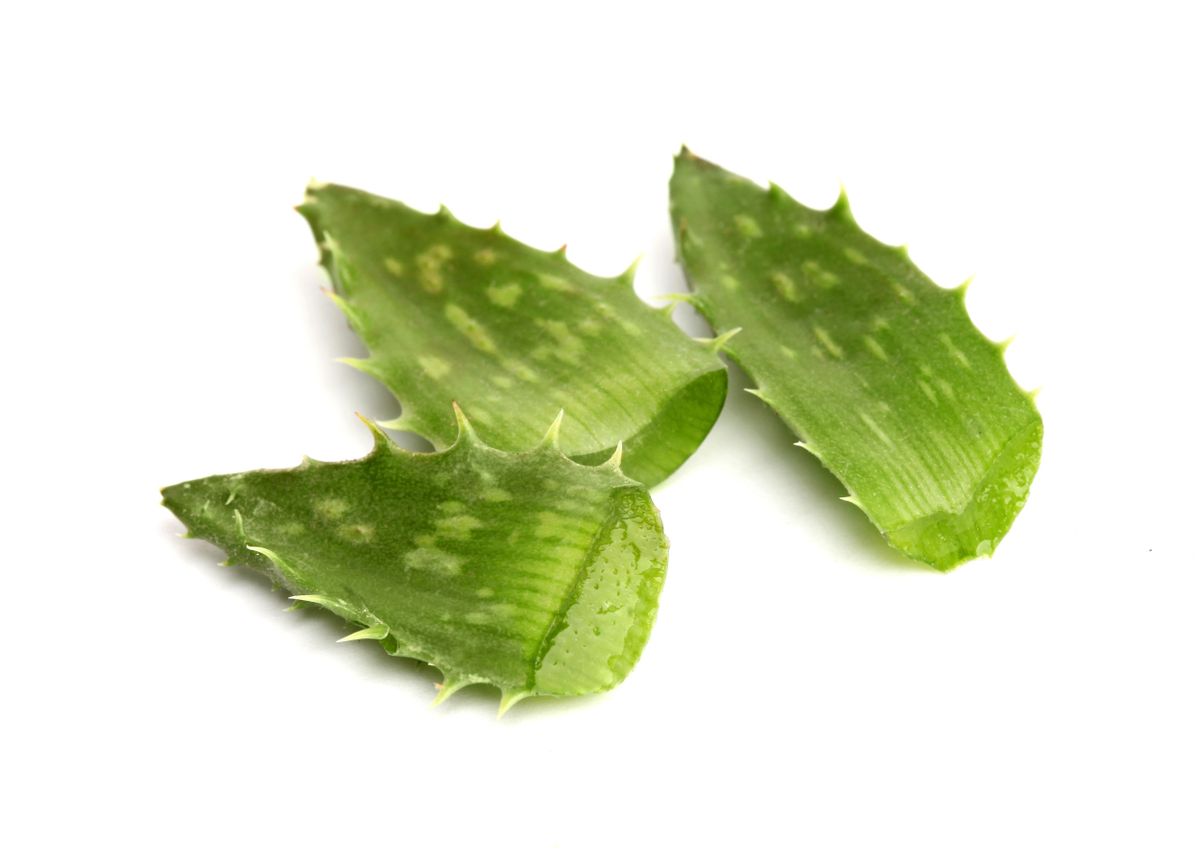 Reproducción del cactus mediante esquejes