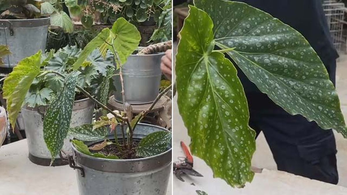 begonia albopicta rosea coleccion inigo segurola jardinatis