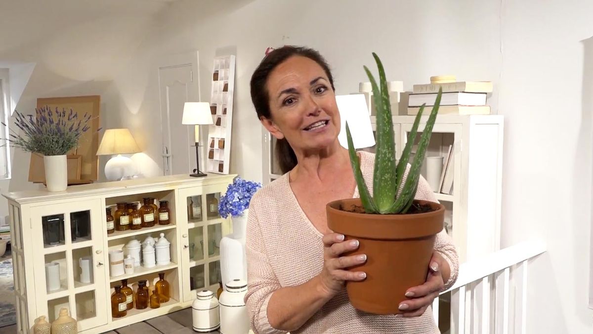 propiedades medicinales aloe vera