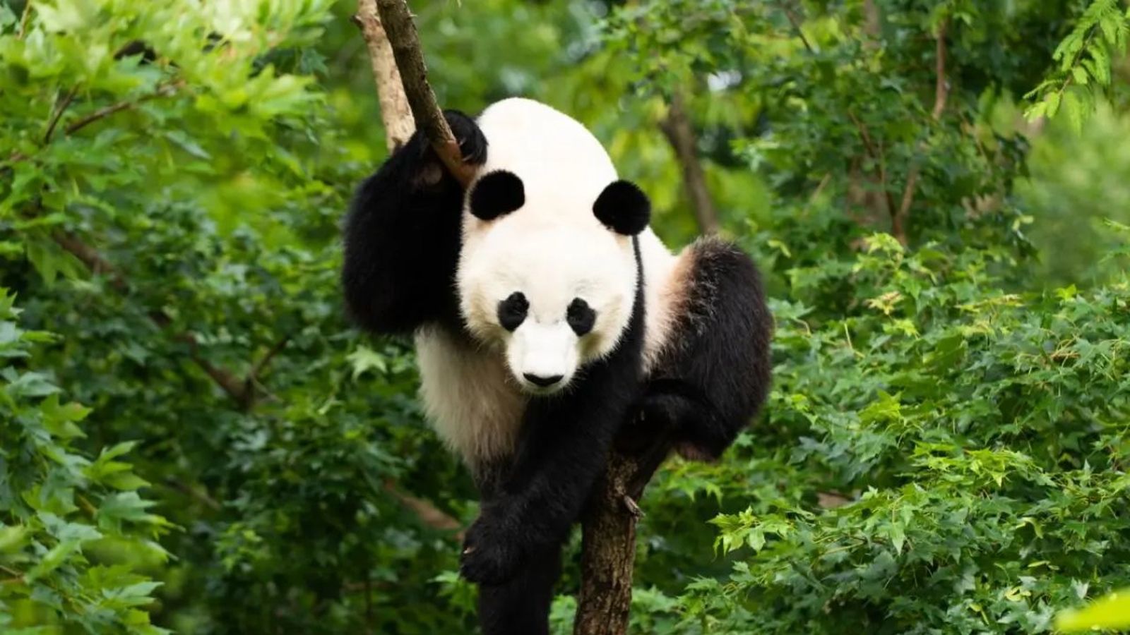 12 Curiosidades Del Oso Panda Que Te Van A Encantar