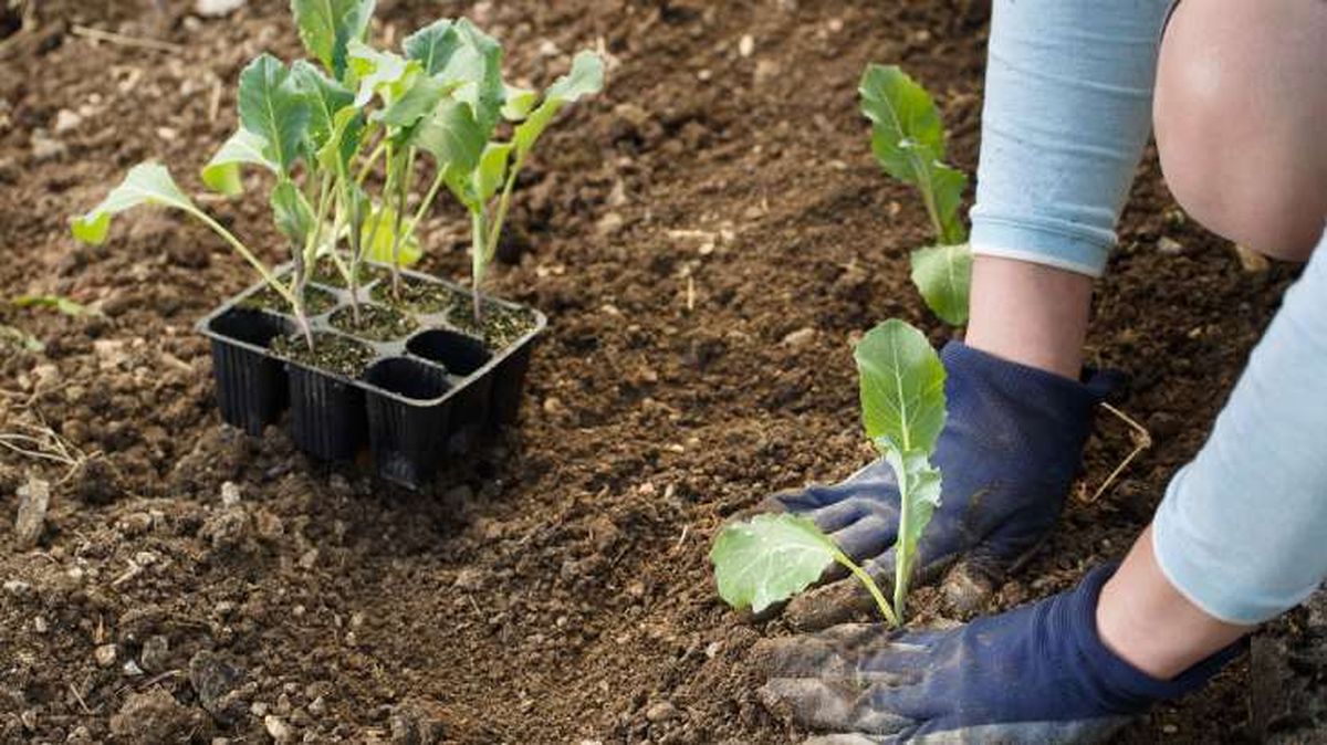 plantar plantulas coliflor