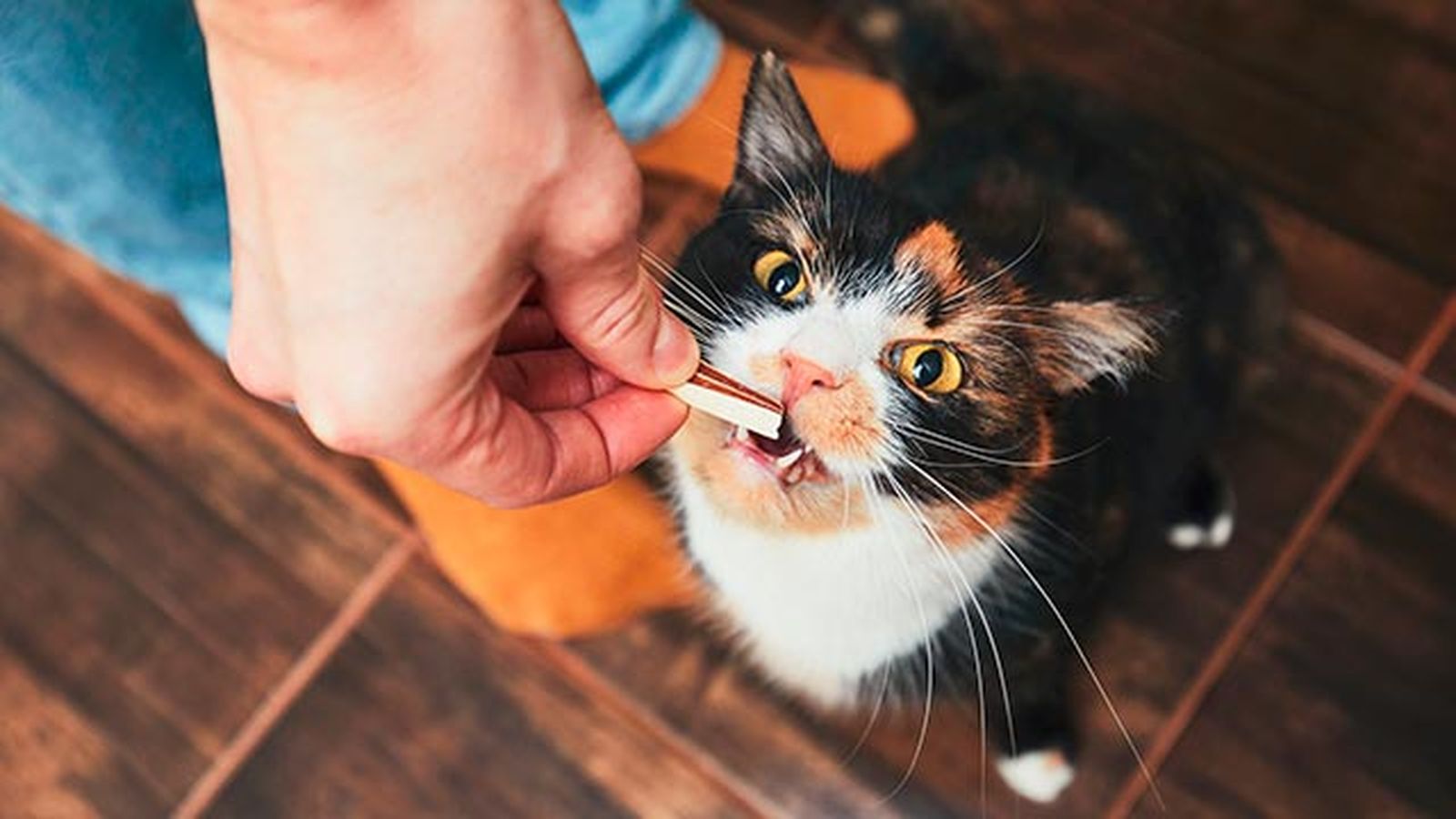 snacks ideales gatos 5 snacks ideales gatos 5