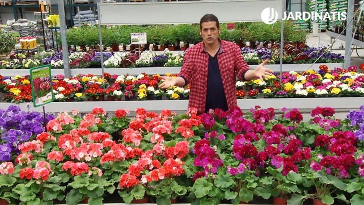 primulas pensamientos planta finales invierno deco 423 jardin