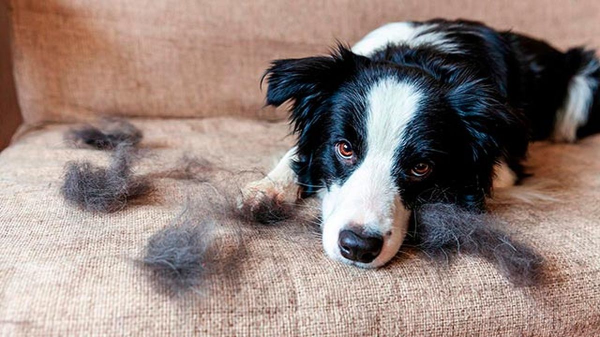 cuidados primavera mascotas 8