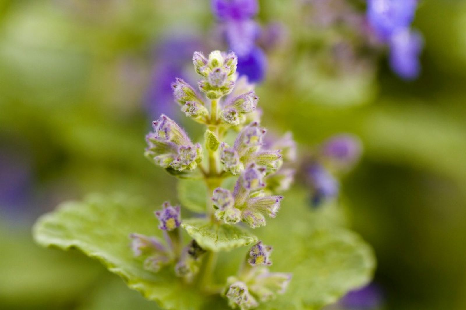 Nepeta cataria. Nepeta cataria.