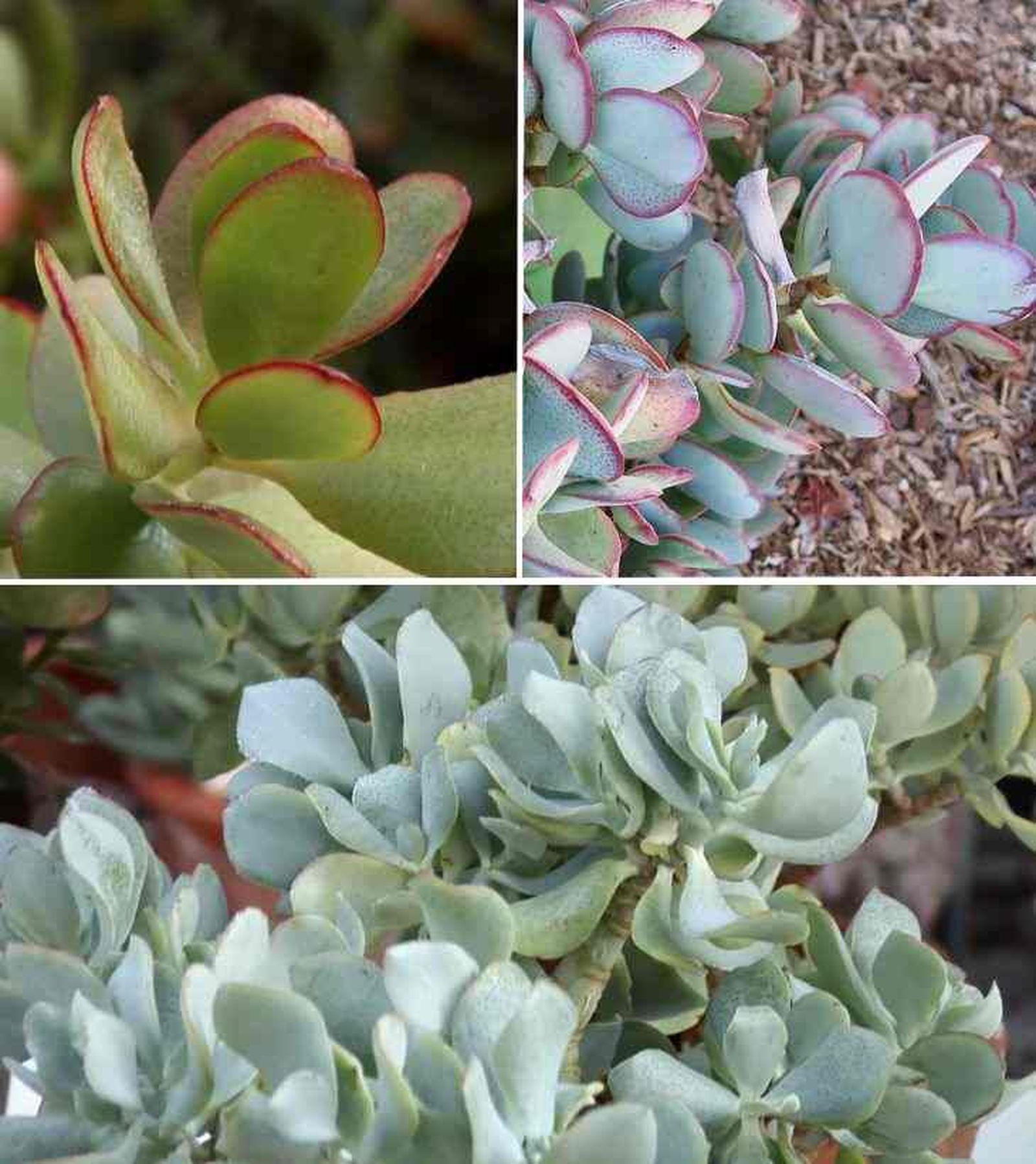 variedades de crassula arborescens brico 842 variedades de crassula arborescens brico 842