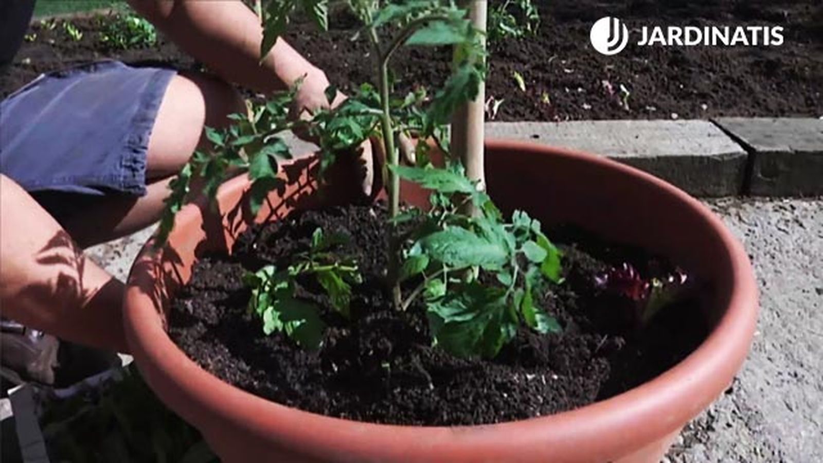 como plantar tomates en maceteros brico 746 como plantar tomates en maceteros brico 746