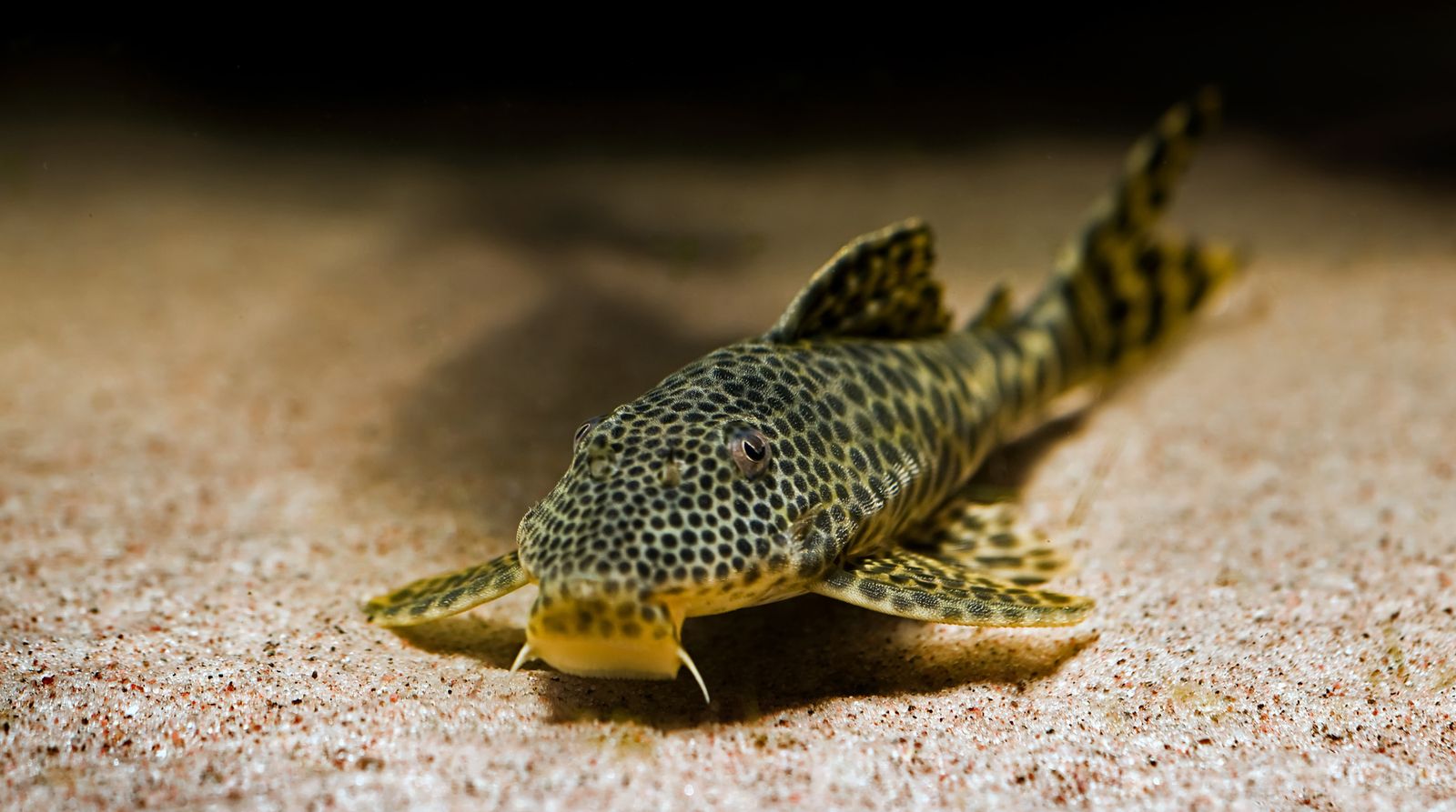 plecos xl