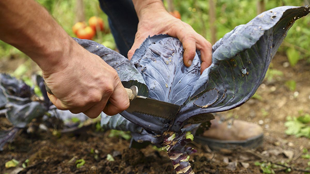 col repollo cosecha invierno.deco.514