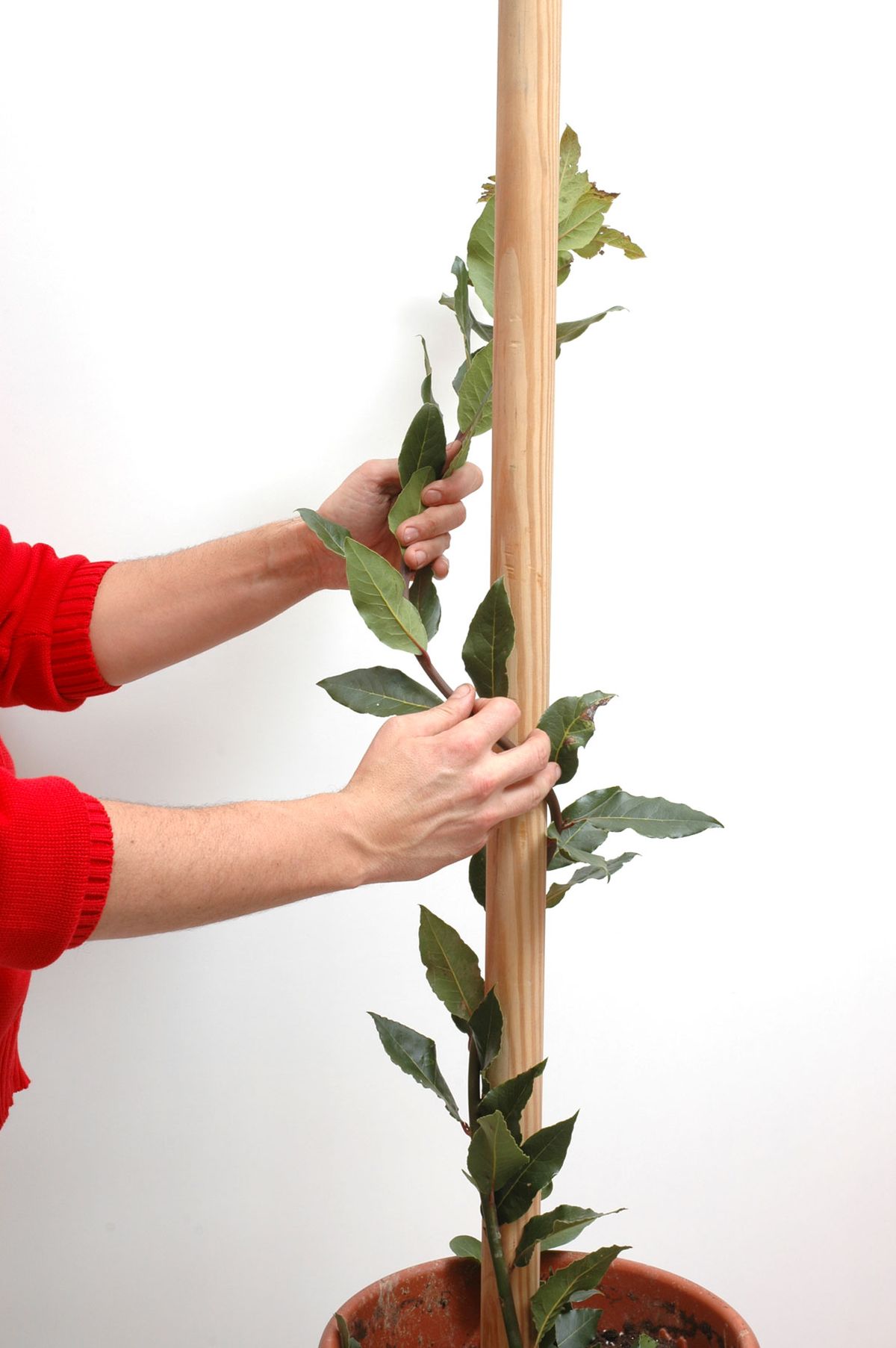 Cómo conseguir que el laurel tenga el tronco en espiral paso 2