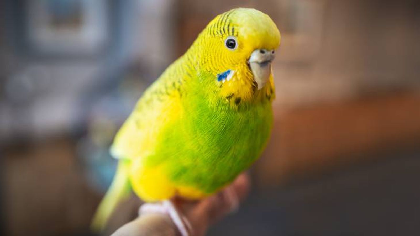 enfermedades de los pajaros prevencion enfermedades de los pajaros prevencion