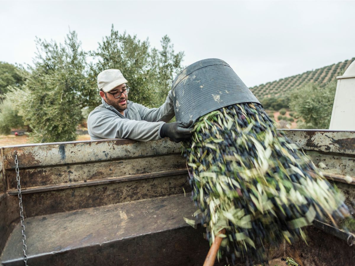 La recolección de la aceituna marca el pulso de una campaña de la que dependen los precios del 'oro líquido'.