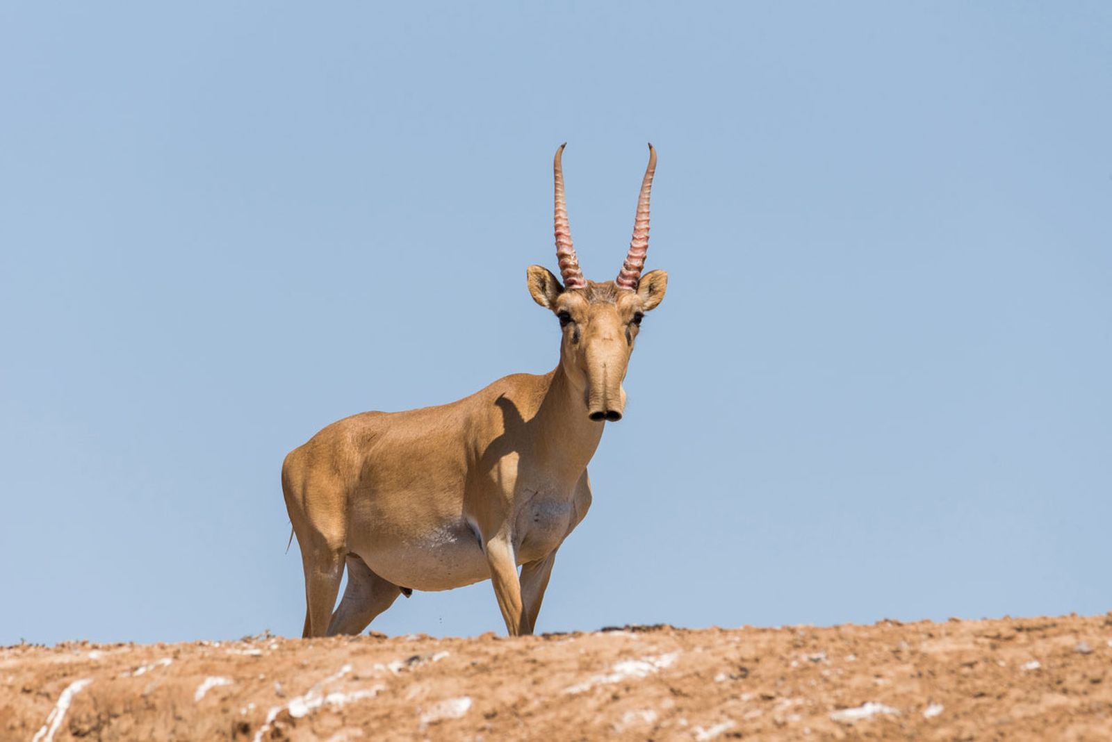 saiga