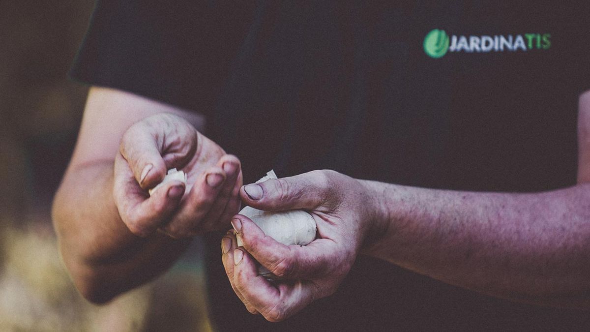 brico 1004 jardin plantacion ajos xl