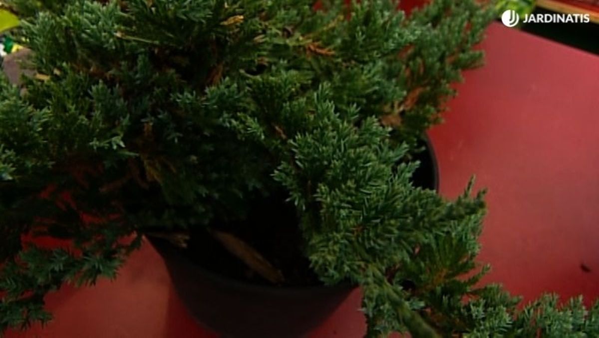 La sabina es una planta elegante gracias a su follaje de verde intenso.