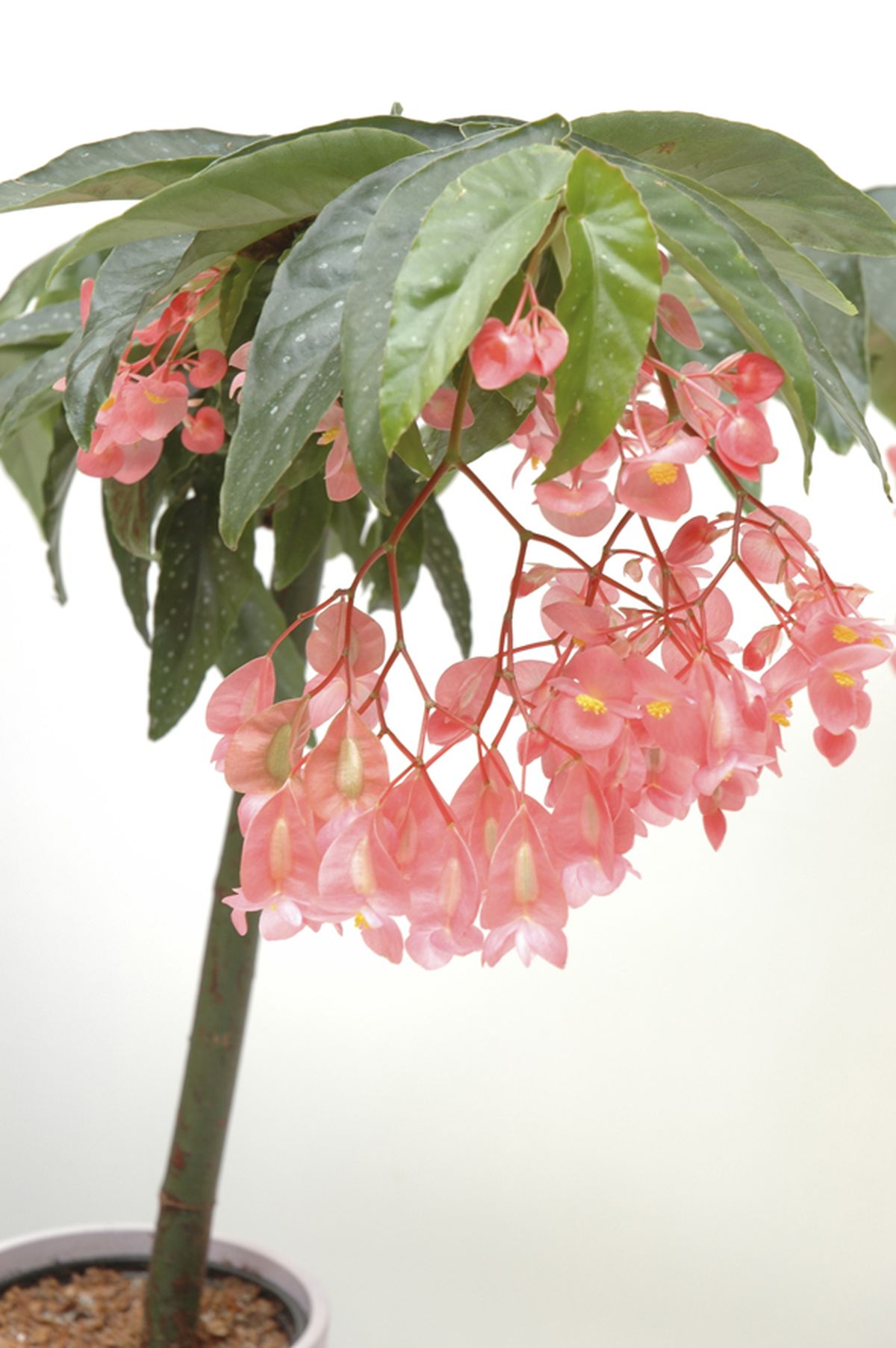 Begonia tamaya o bambú 4