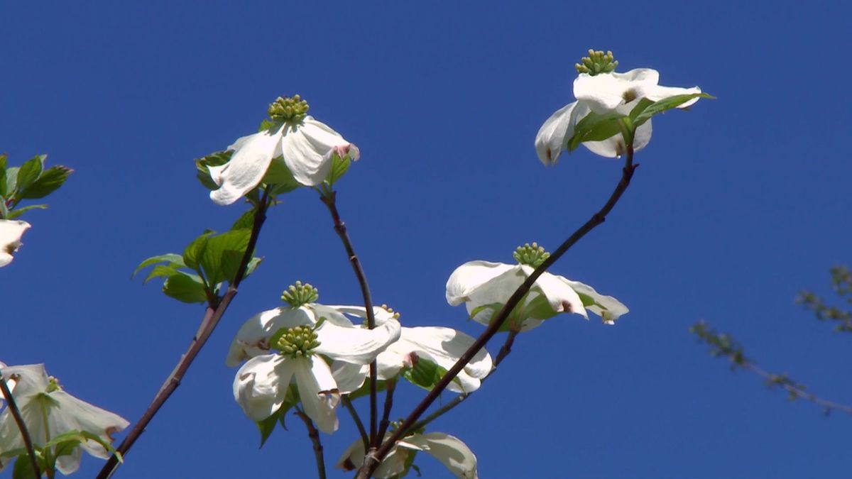 deco 694 cornejo florido xl