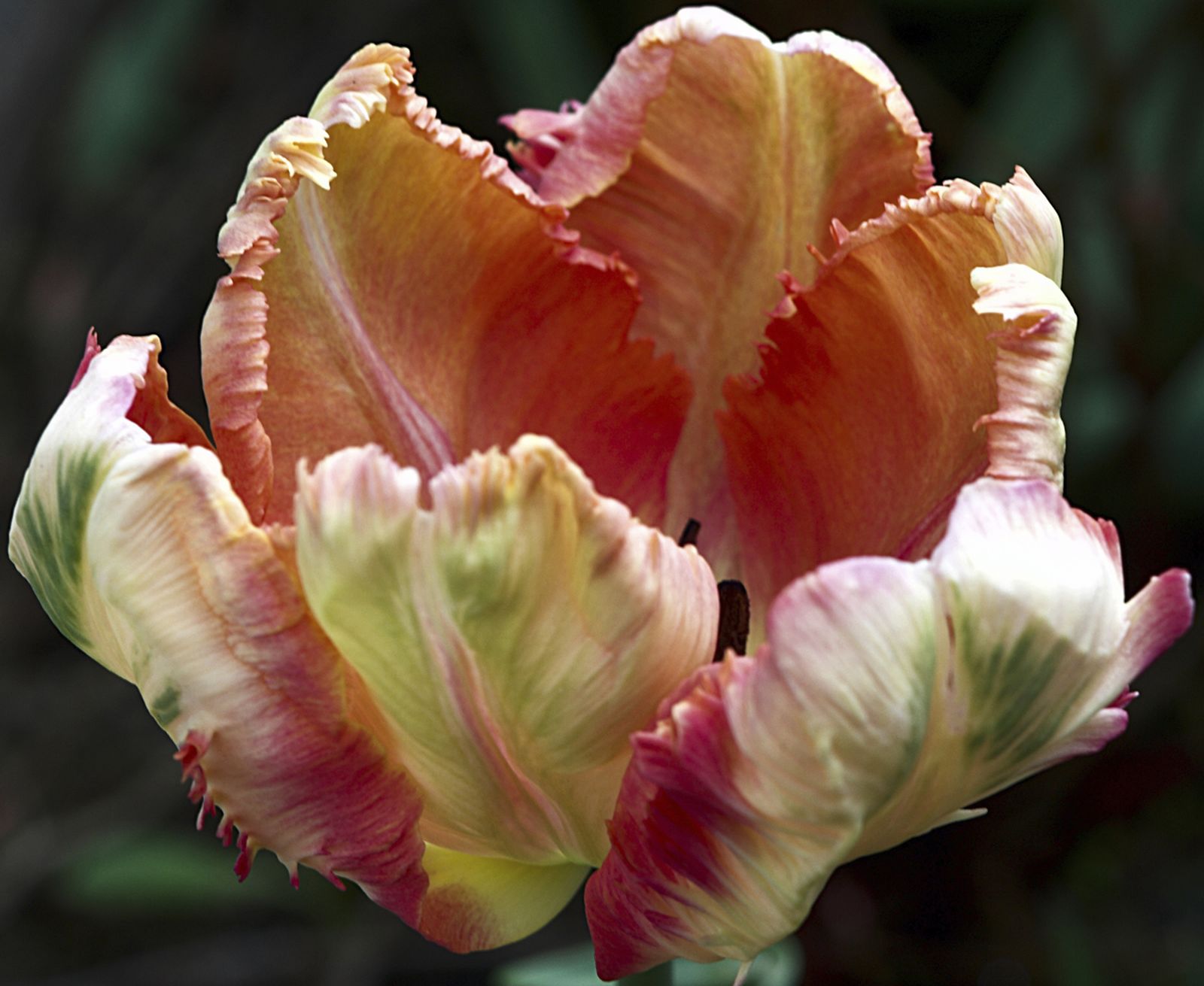 Tulipan loro Tulipan loro