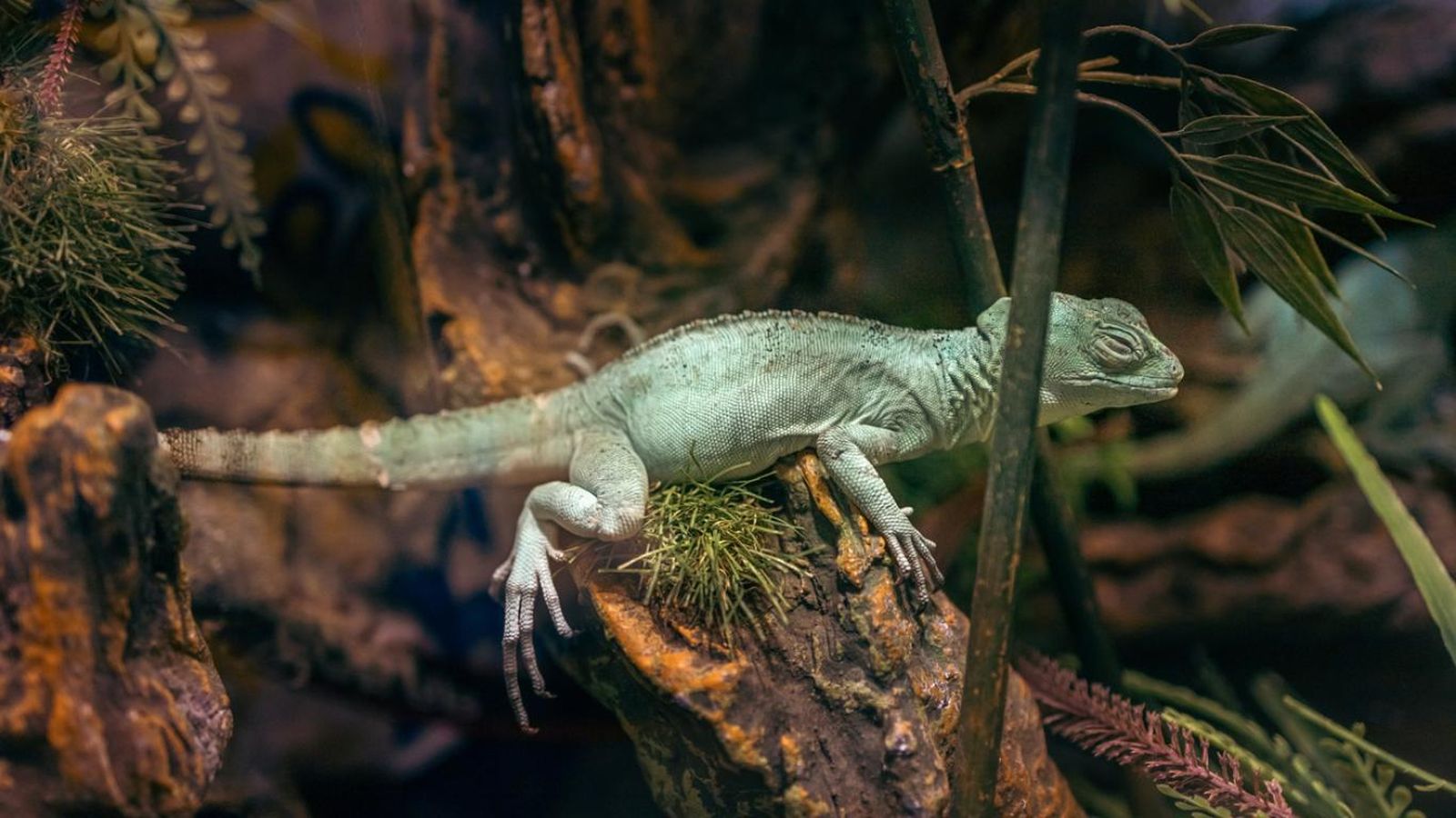 Agama de agua verde.