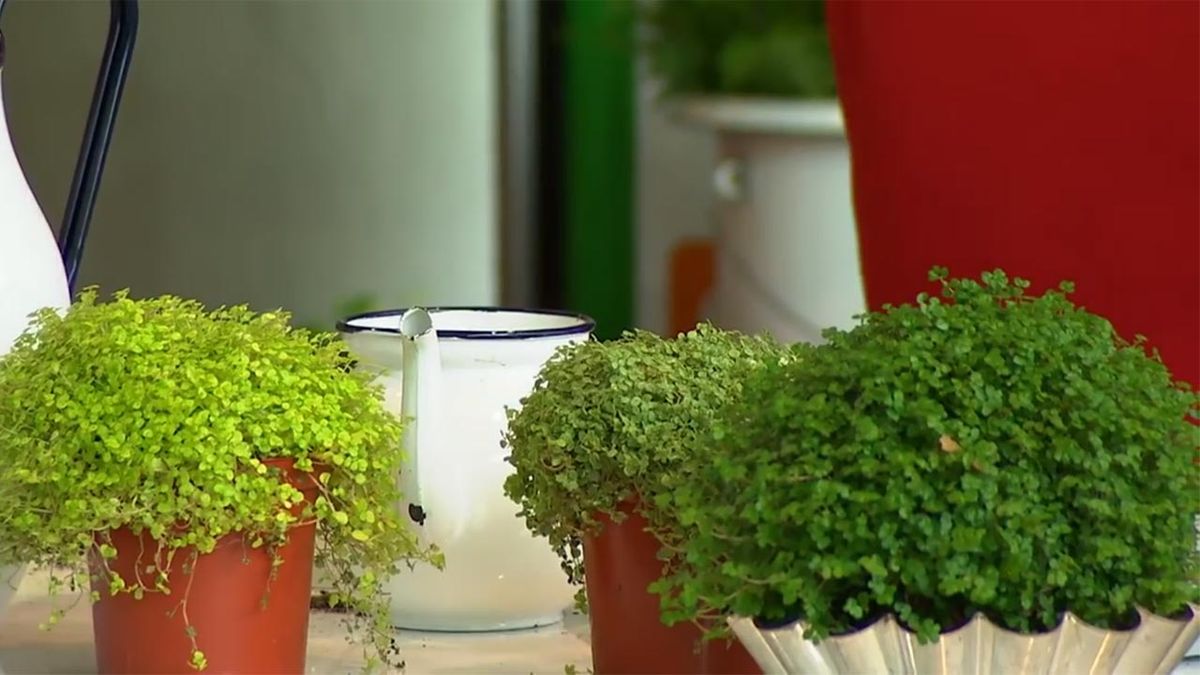 como cultivar helechos en casa soleirolia soleirolii