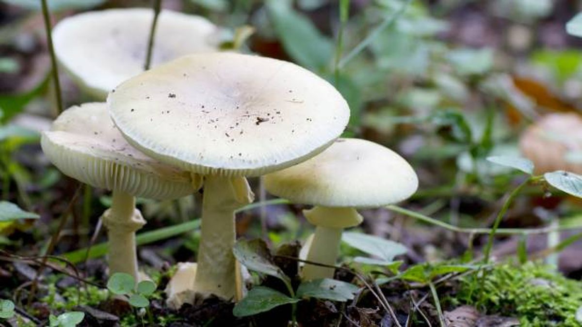 setas venenosas para perros mas peligrosa Espana Amanita phalloides