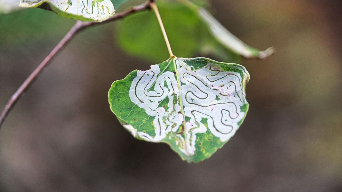 En invierno los minadores permanecen activos en hojas persistentes