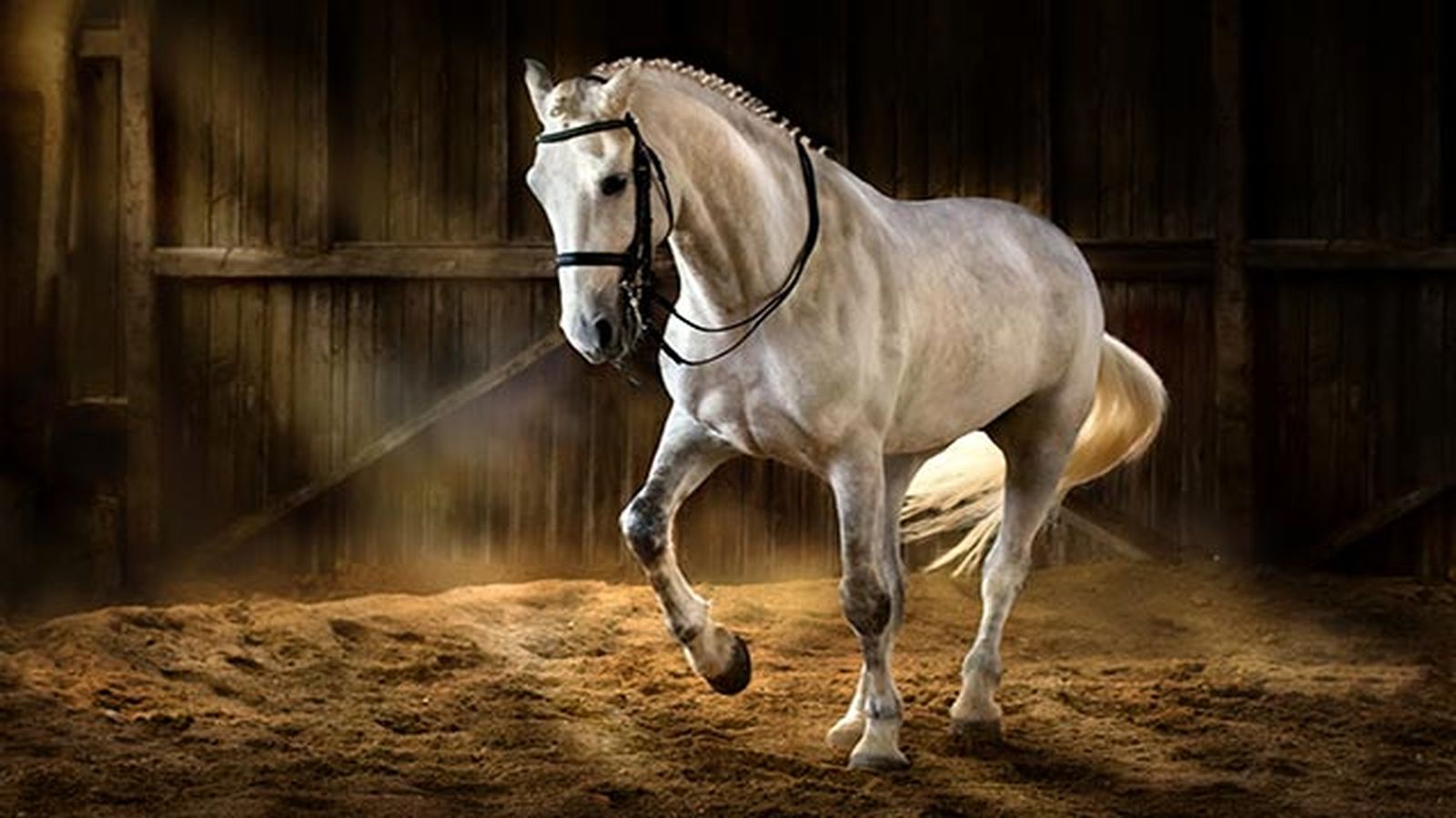 Caballo Cartujo Caballo Cartujo
