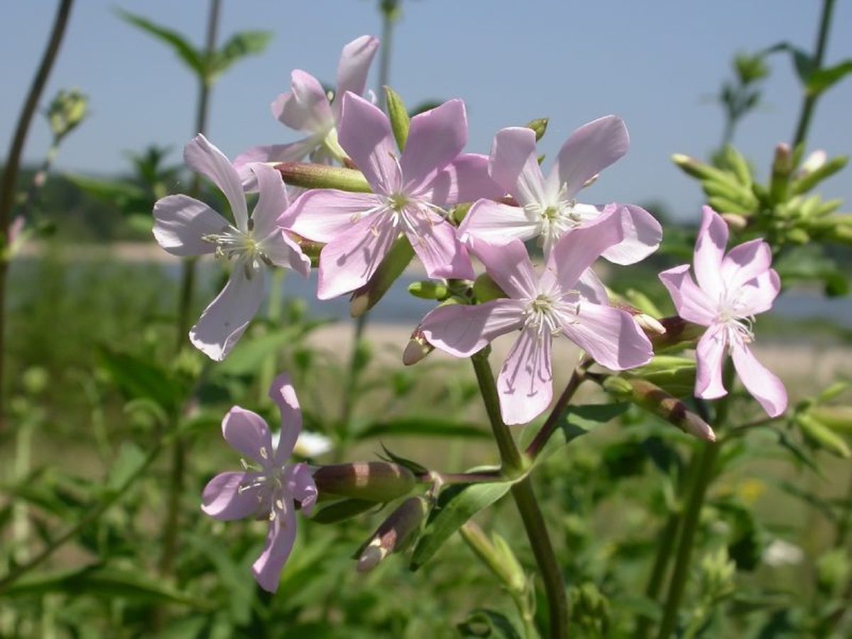 La jabonera tiene un hábito rastrero.