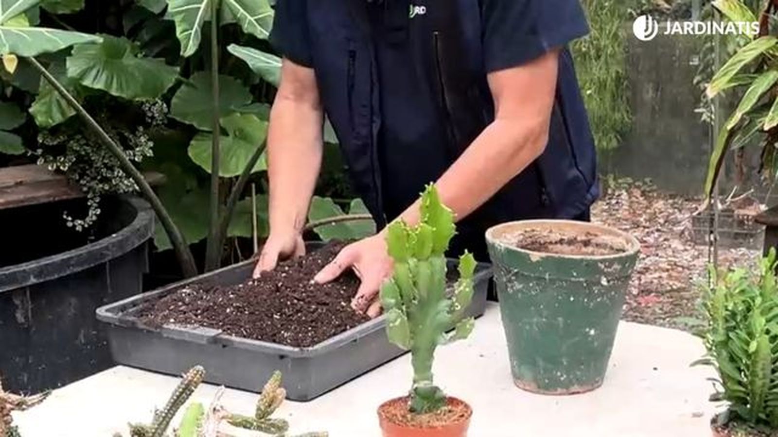 sustrato para la euphorbia trigona jardinatis 23 34 sustrato para la euphorbia trigona jardinatis 23 34