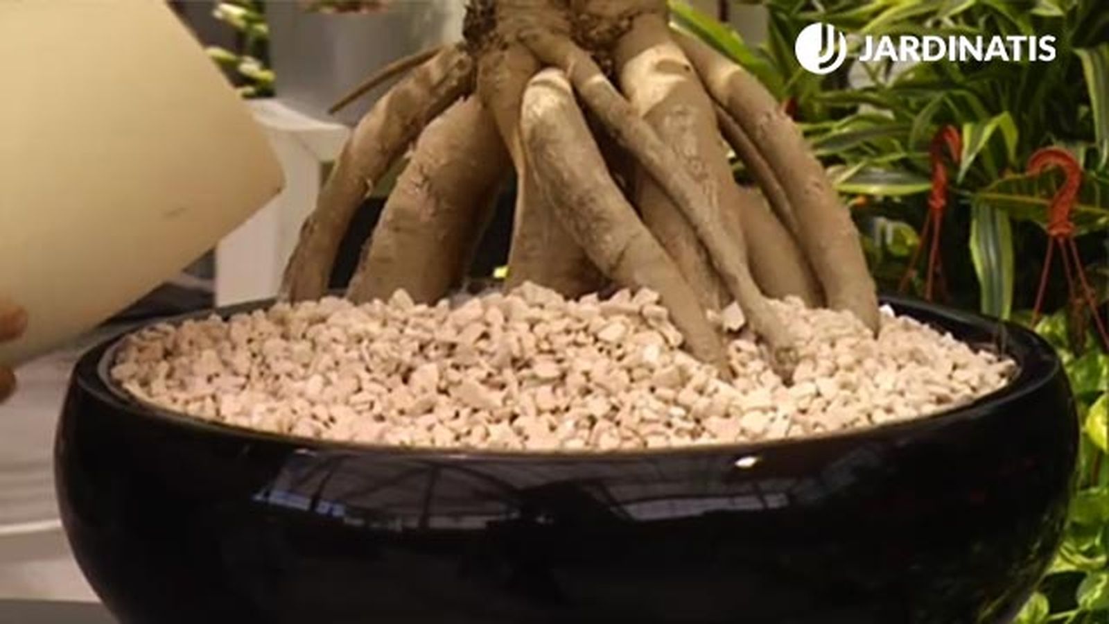 planta cussonia spicata gravilla blanca en contenedor deco jardin 368 planta cussonia spicata gravilla blanca en contenedor deco jardin 368