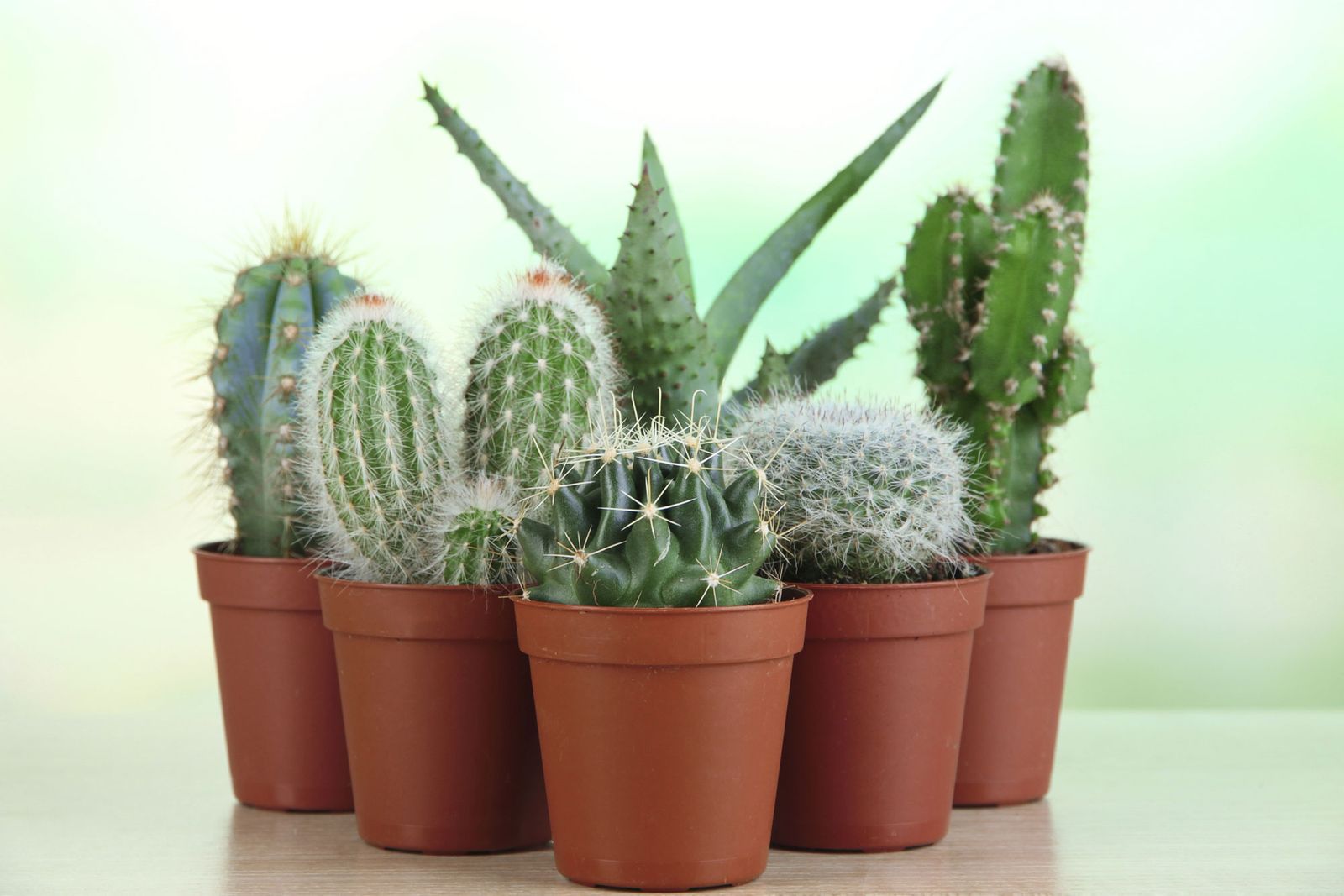 Cómo reproducir plantas crasas mediante esquejes