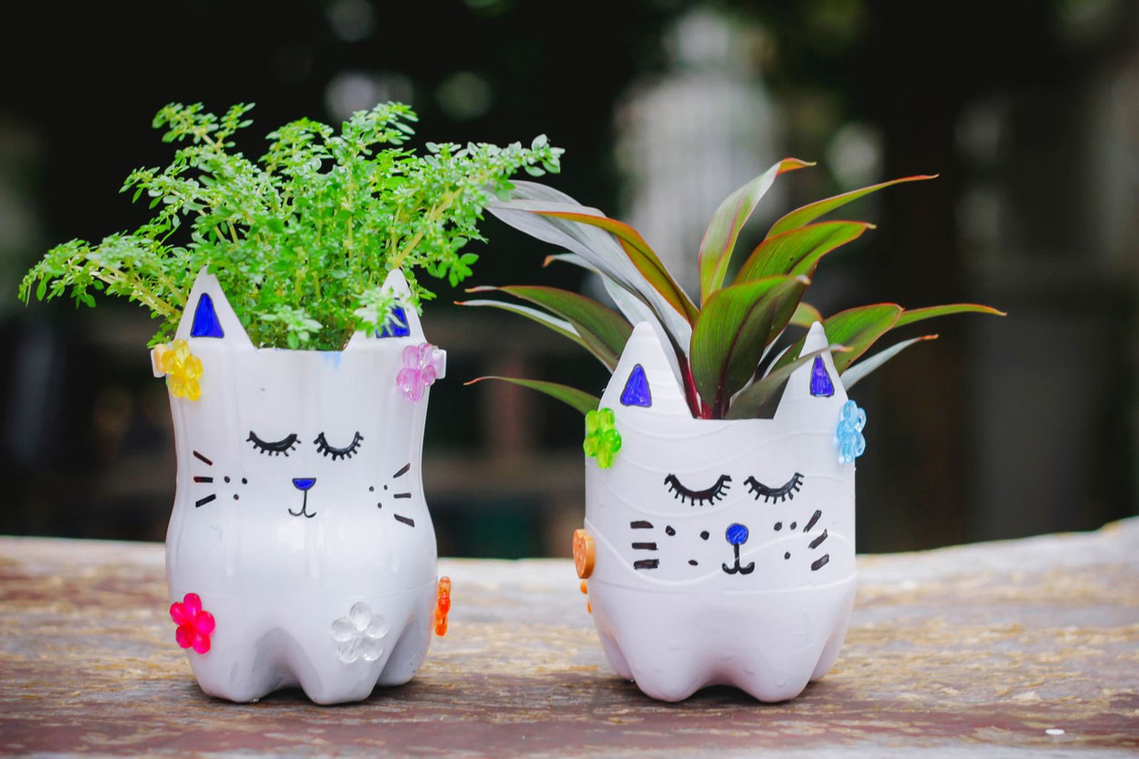 tiestos gatitos diy botellas plastico cactus