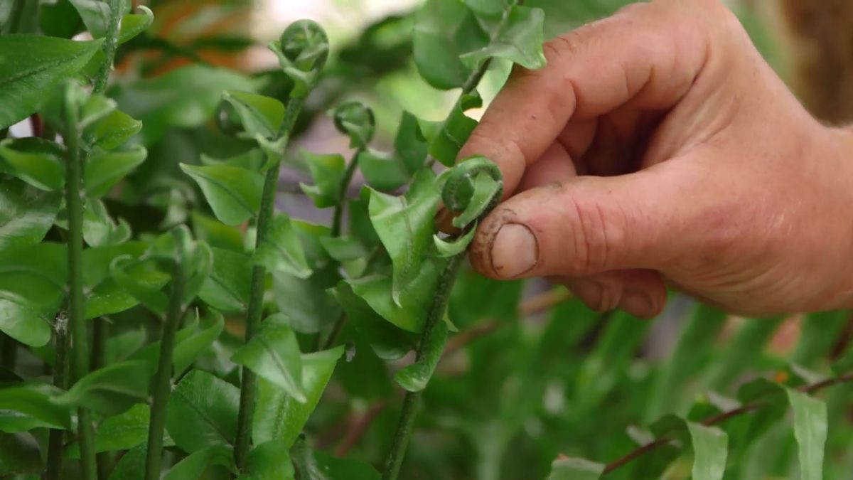 Bricomania 919 3 plantacion helechos colgantes helecho nephrolepis