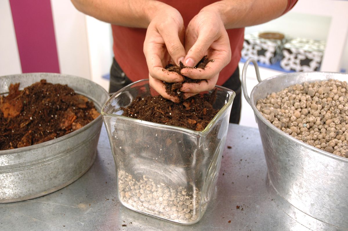 Plantar en jarrones de cristal p4