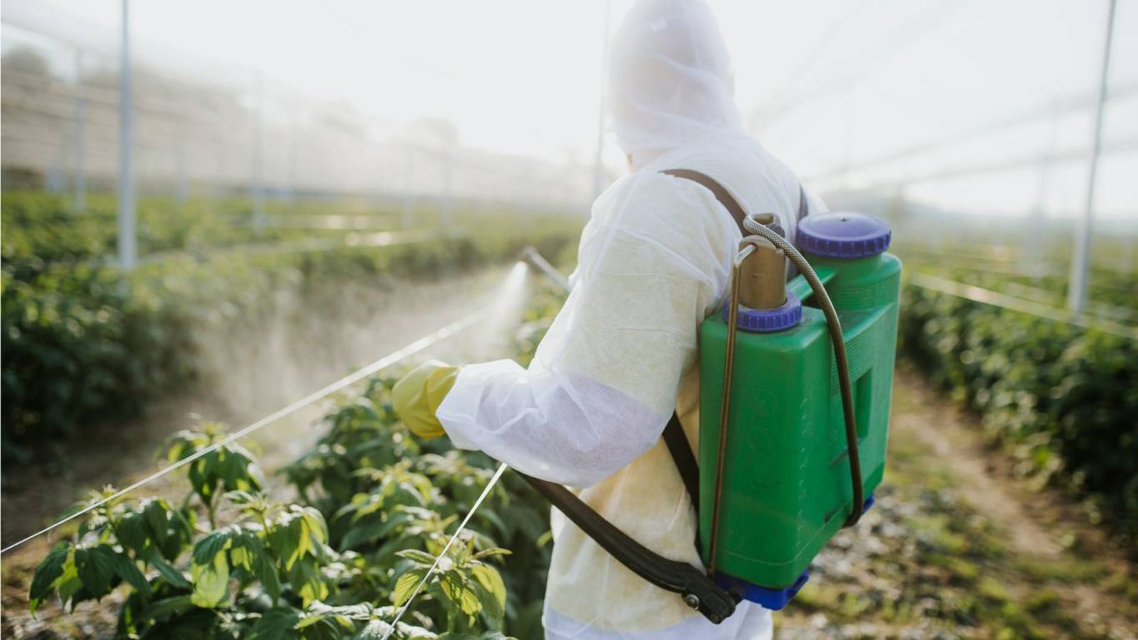 Algunos pesticidas legales están en revisión por su toxicidad.