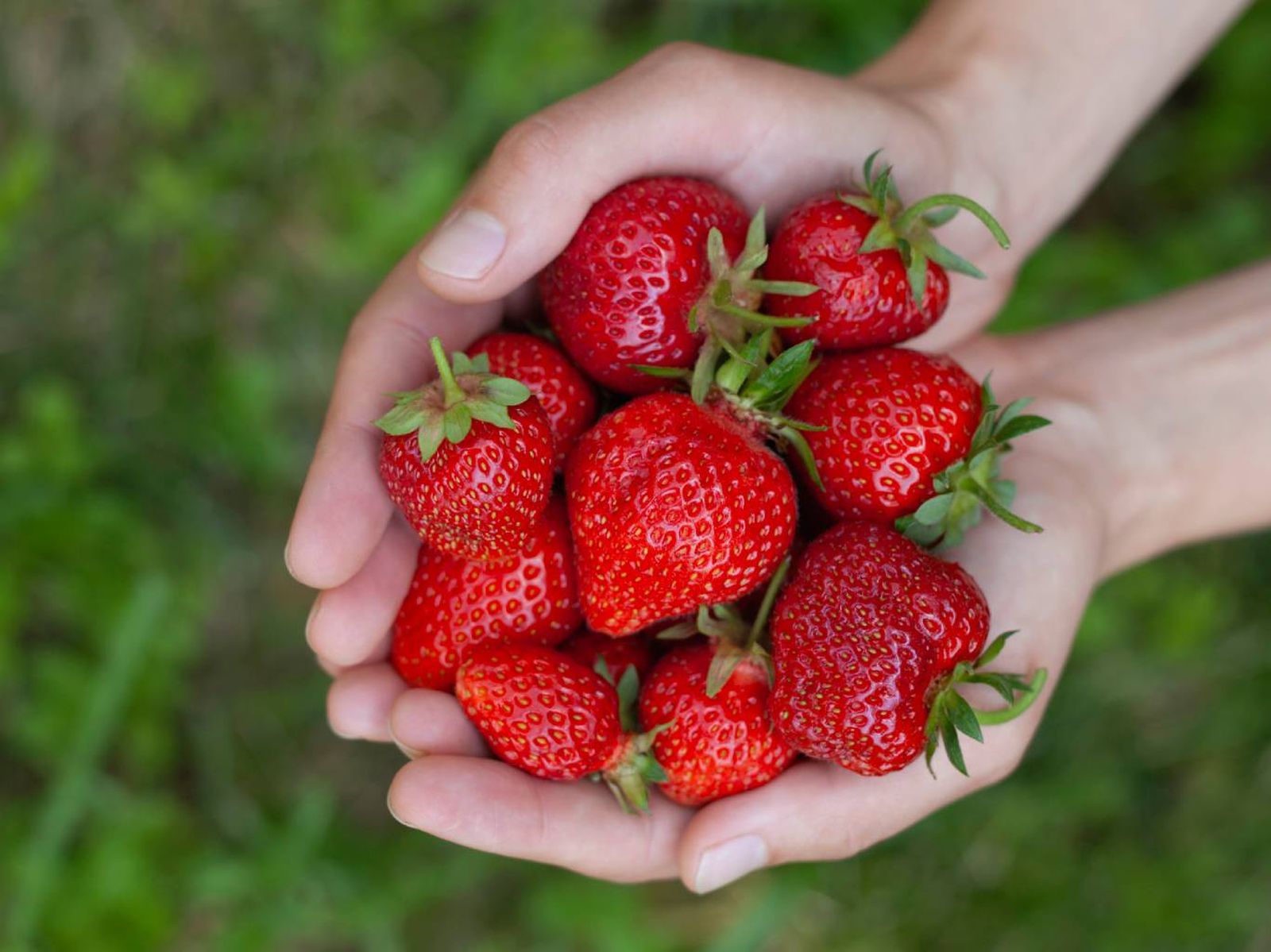Las fresas deben lavarse bien antes de consumir o guardar en la nevera. Las fresas deben lavarse bien antes de consumir o guardar en la nevera.
