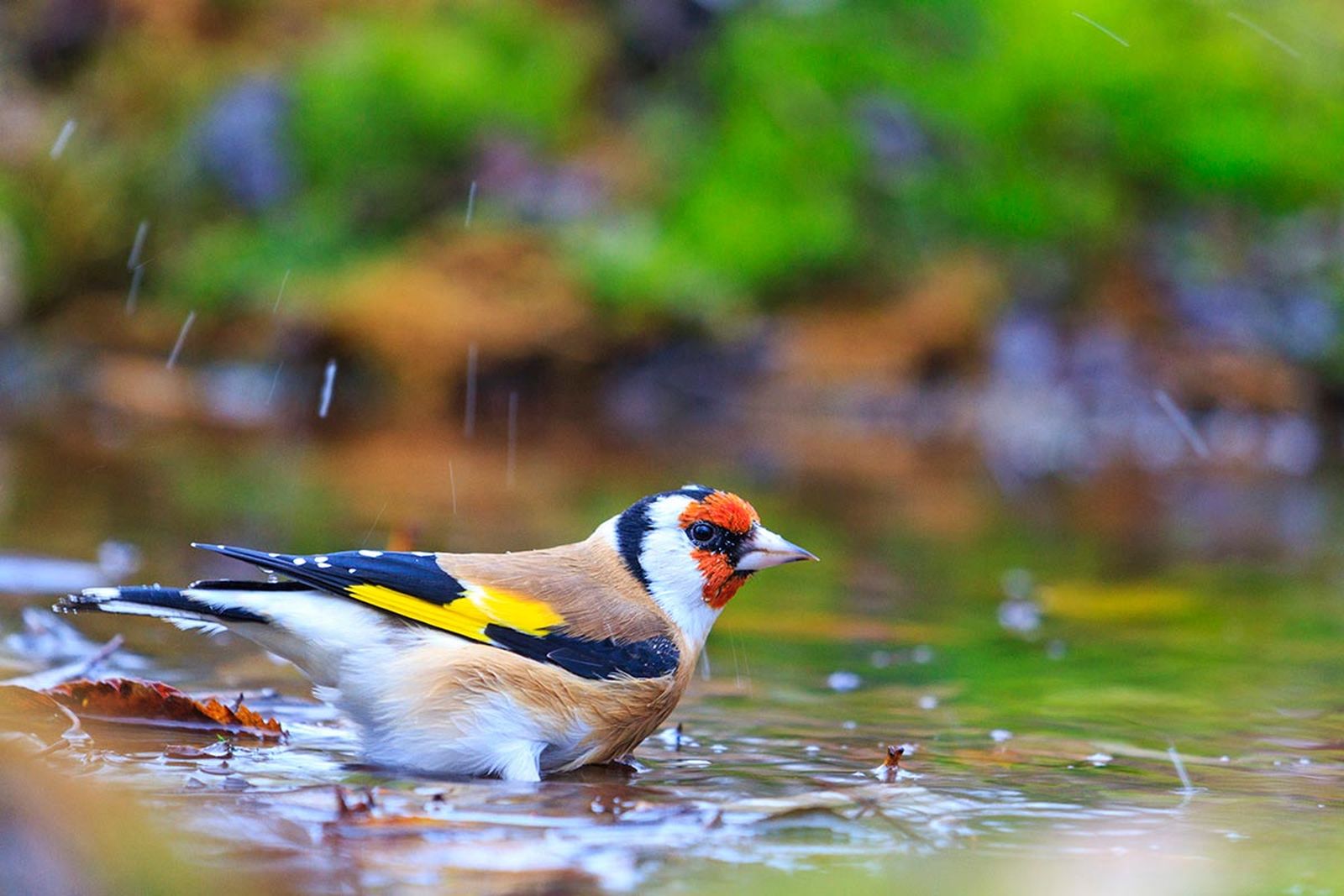 aves pajaro jilguero2 aves pajaro jilguero2